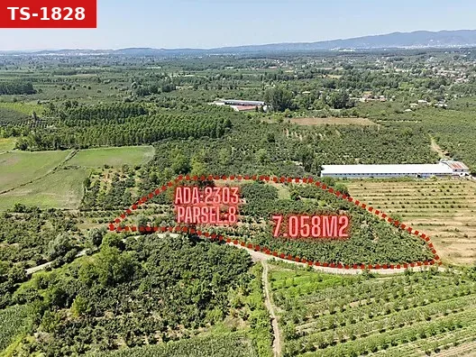 MERİÇ ÇAYRAK'TAN A.ÇARIĞIKURU/ÇAMLICADA 7.058 M2 SATILIK TARLA